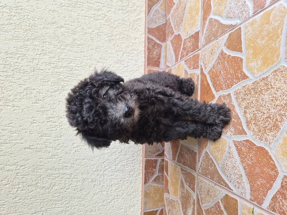 Disponibil Pumi Unguresc