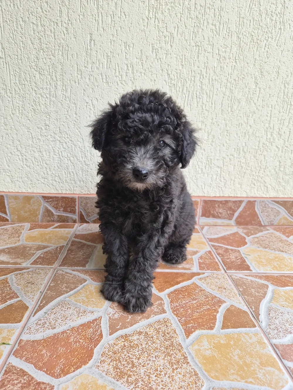Disponibil Pumi Unguresc