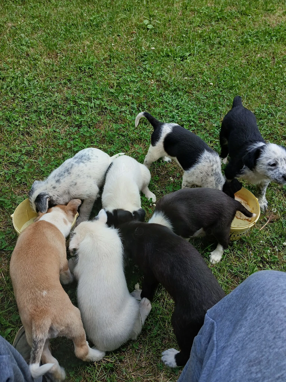 Câini pentru adopție 