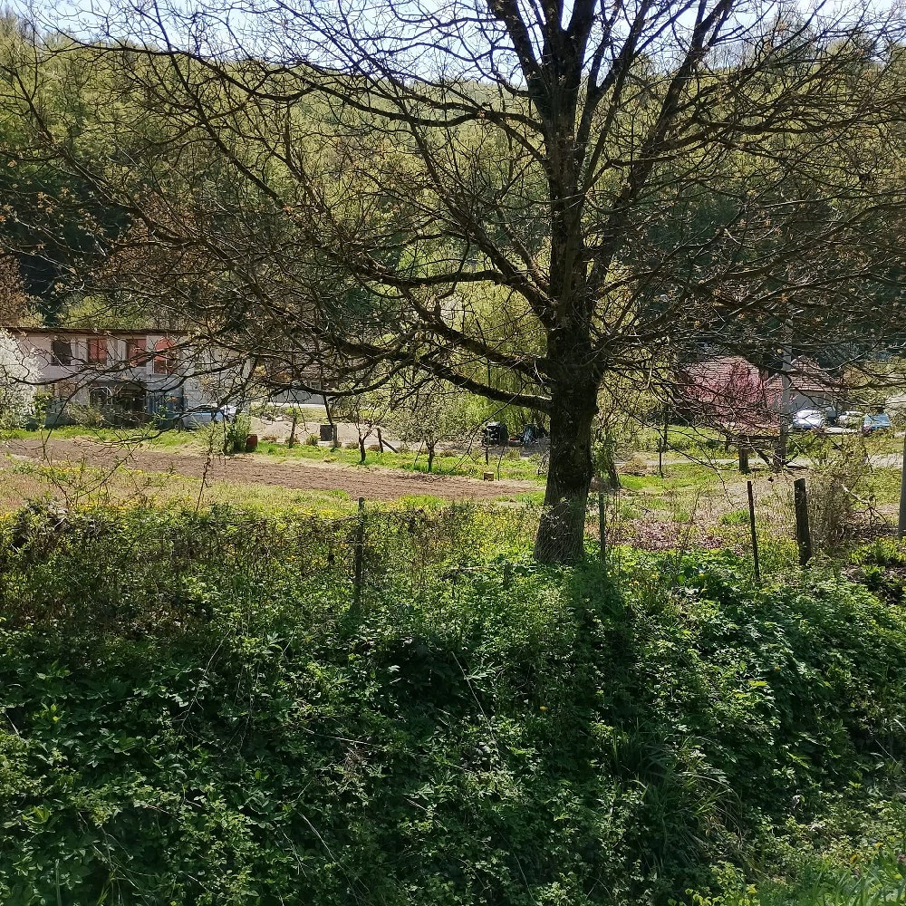 Teren intravilan Moneasa langa tabara de copii  745 mp