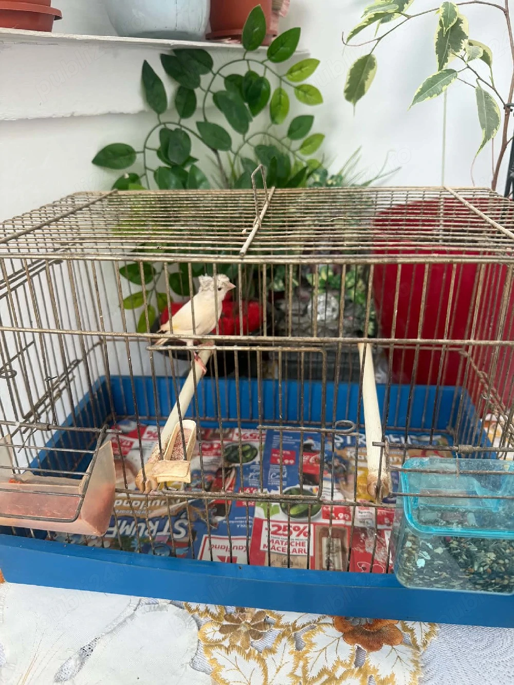 De vînzare două femele canari timbrado 