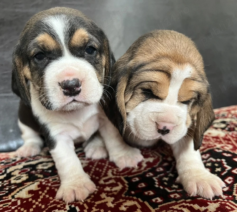 căței beagle 
