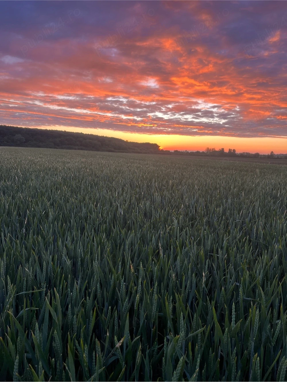 iau in arenda pamant agricol 