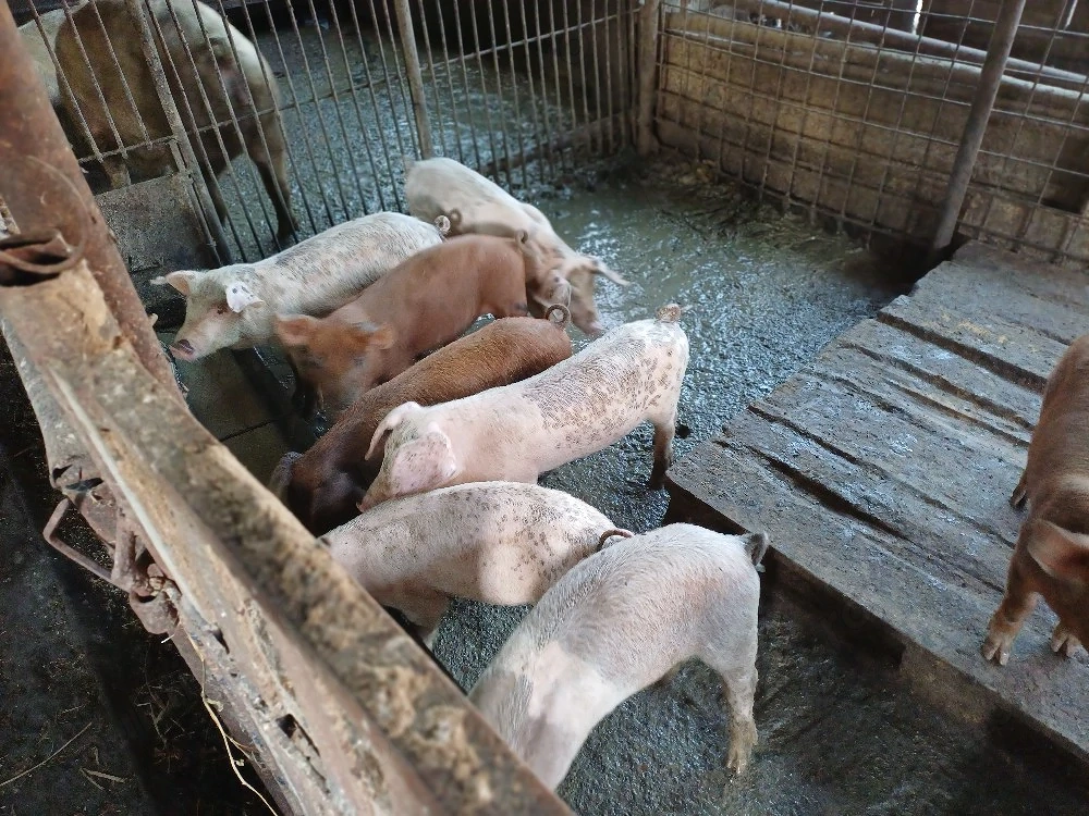 vind8 purce de 9 săptămîni.