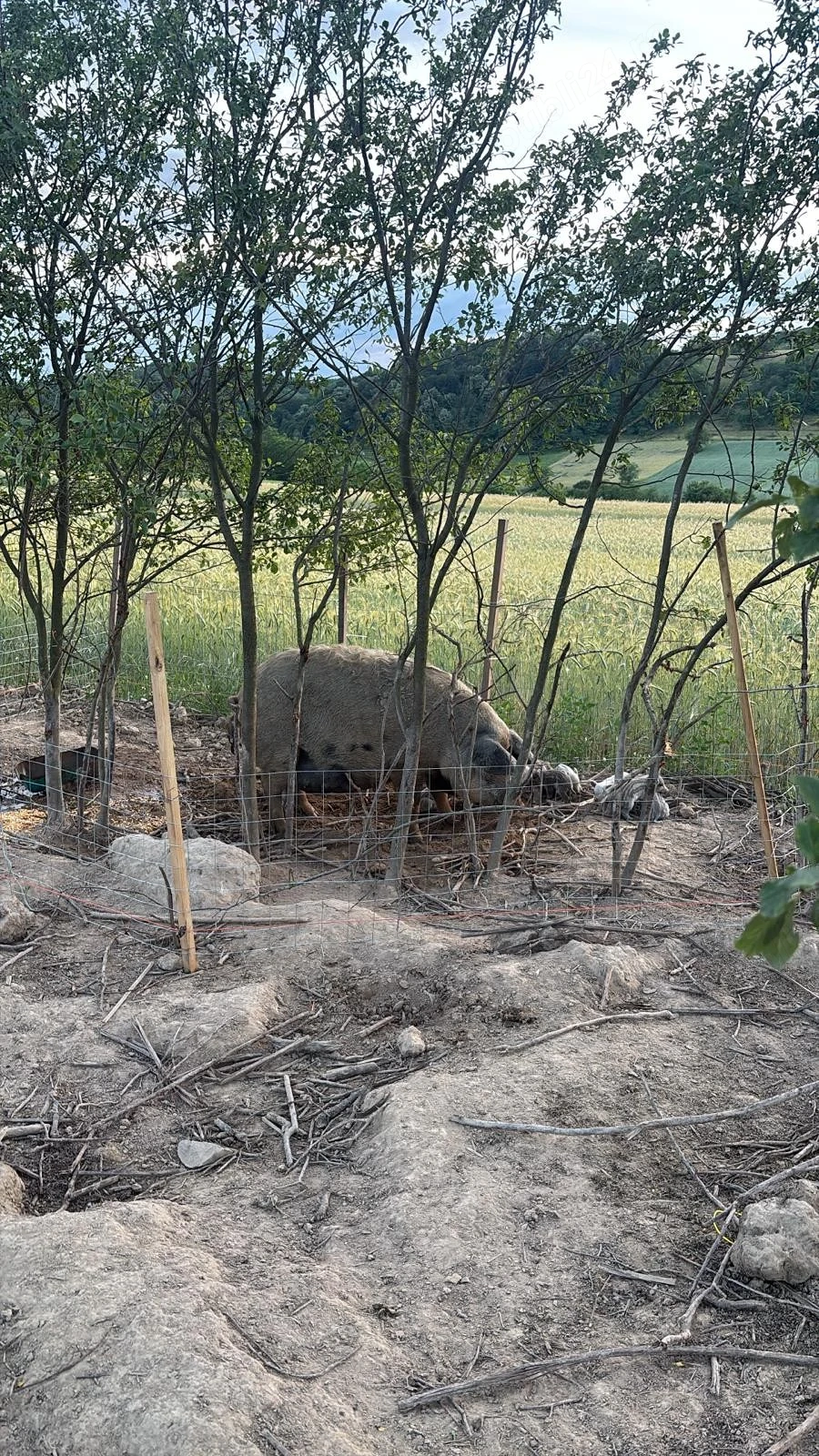 Scroafă cu purcei mangalita 