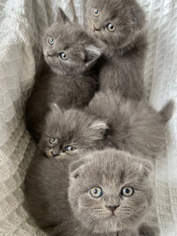 puiuti superbi british si scottish fold