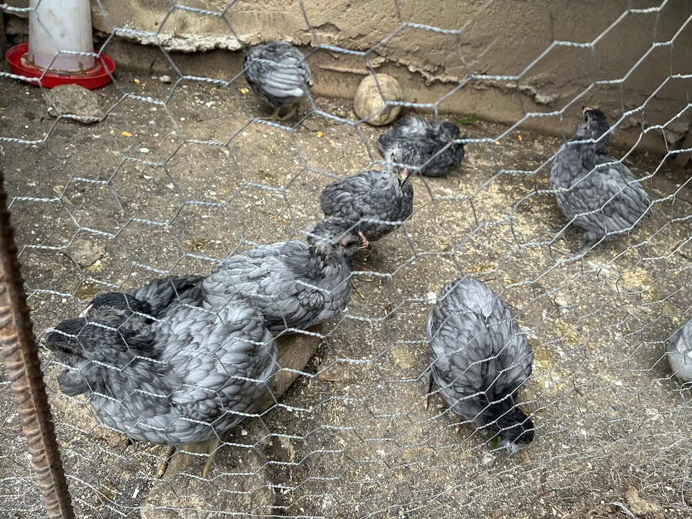 Vand 6 pui araucana albastra 