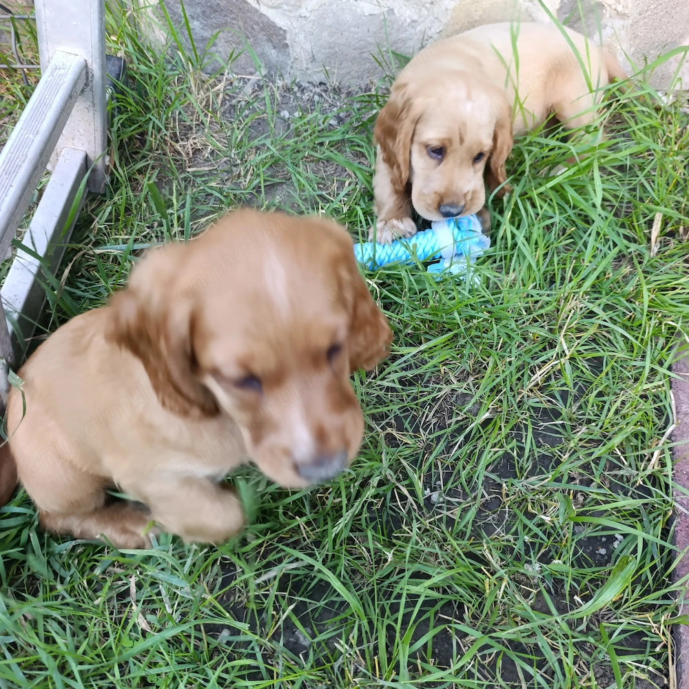 Pui coker spaniel auriu cu carnet de sanatate, vaccinat conform schemei, pret 1500 lei