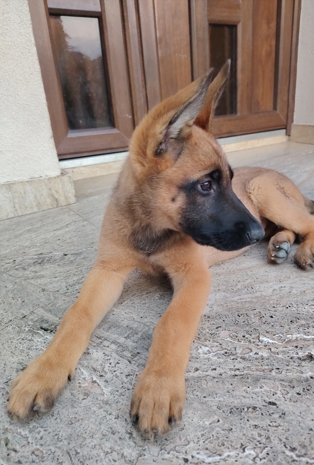 Ciobanesc belgian -Malinois 