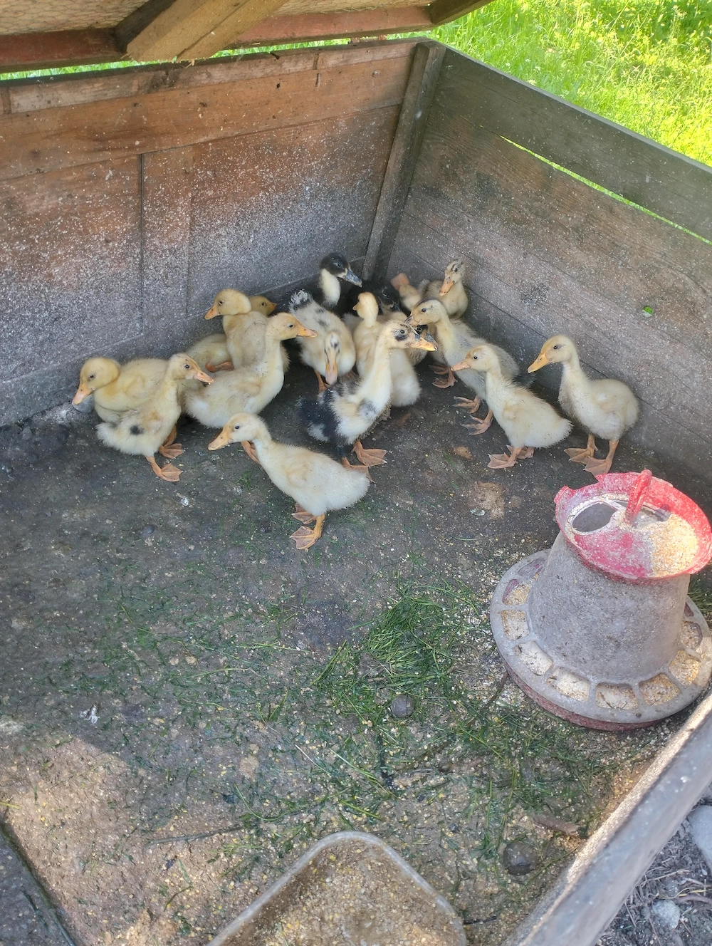  Bobocii rață,rate, găini 
