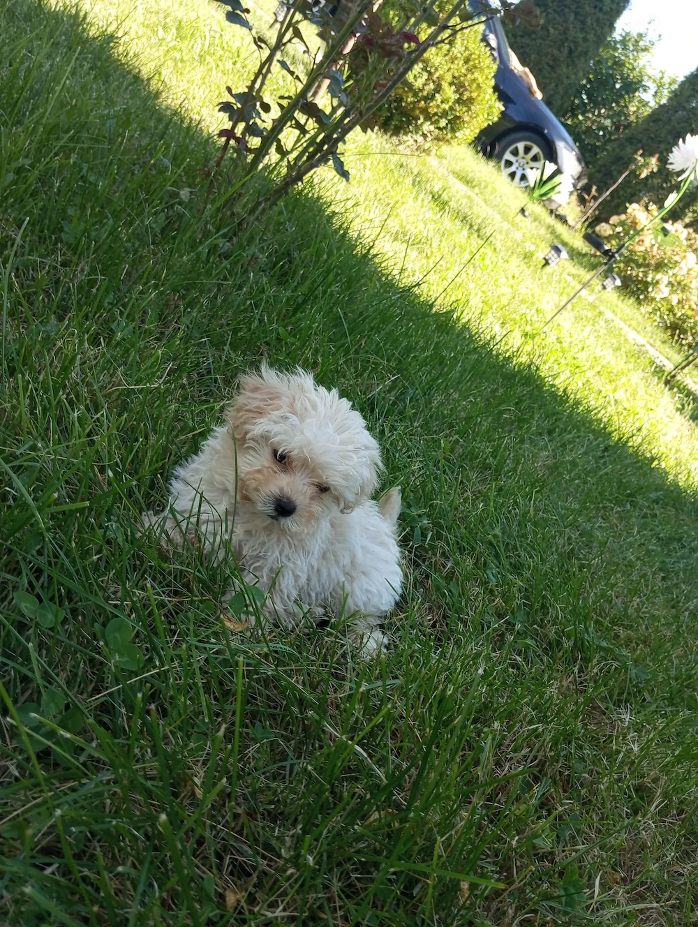 Căței bichon maltez mini toy originali! 