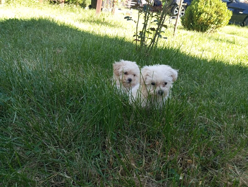 Vând căței bichon mini toy