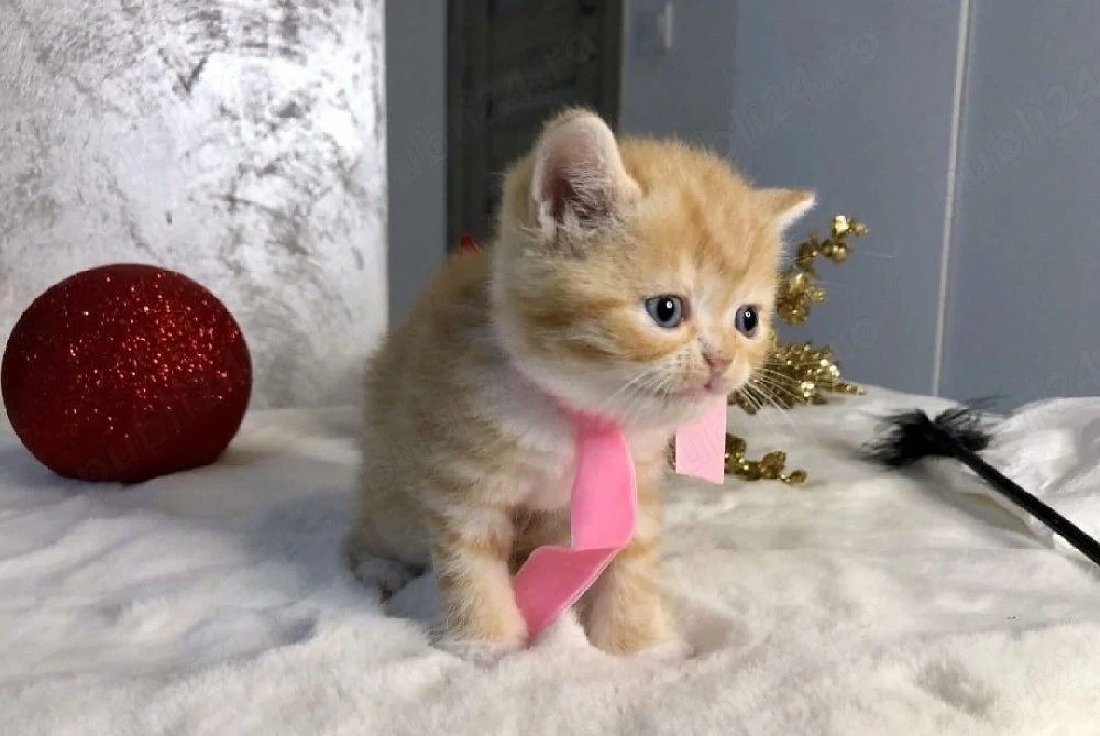 British Shorthair Orange 