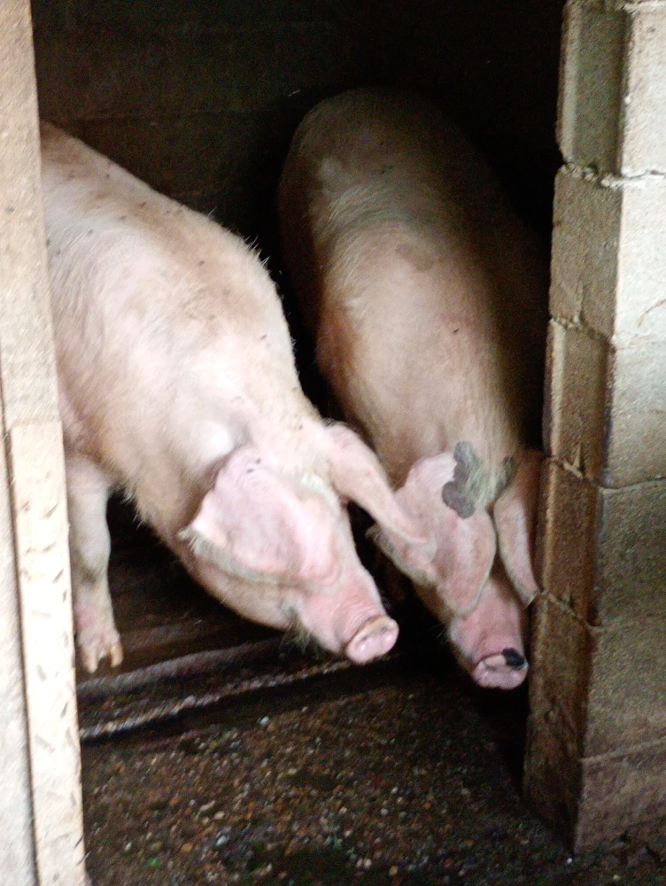 porci de vanzare