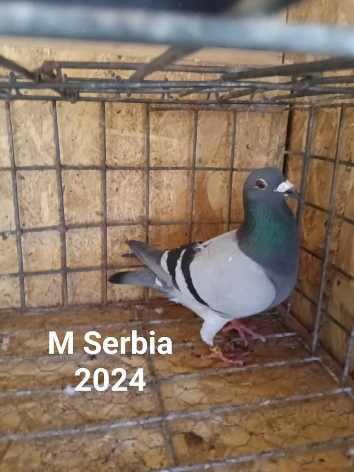 Porumbei voiajori sport străini 