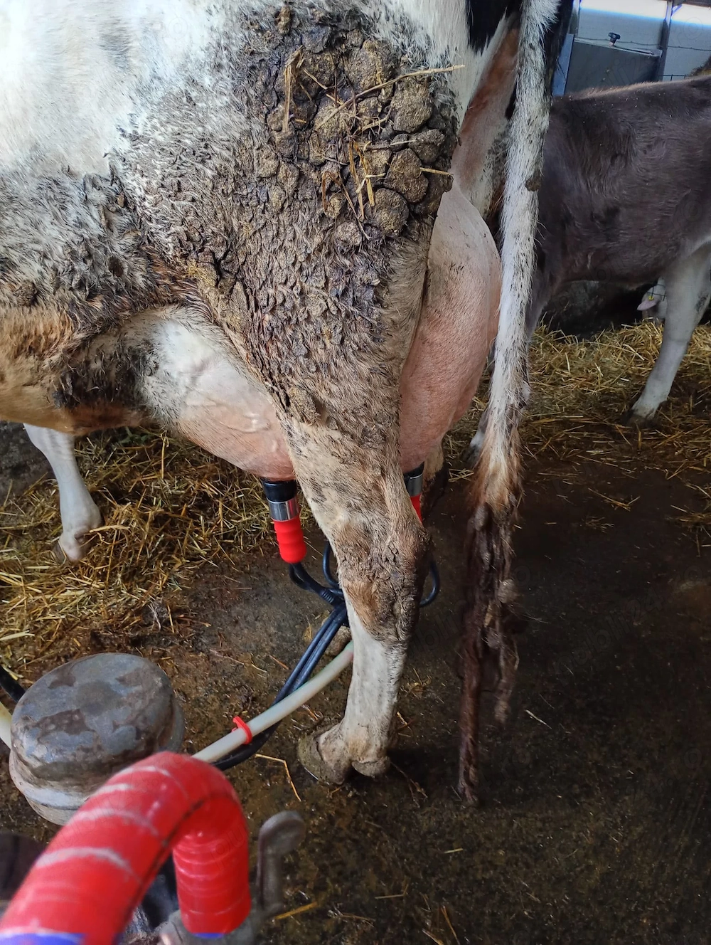 Vând vaca Holstein,la a 2 a fătare 