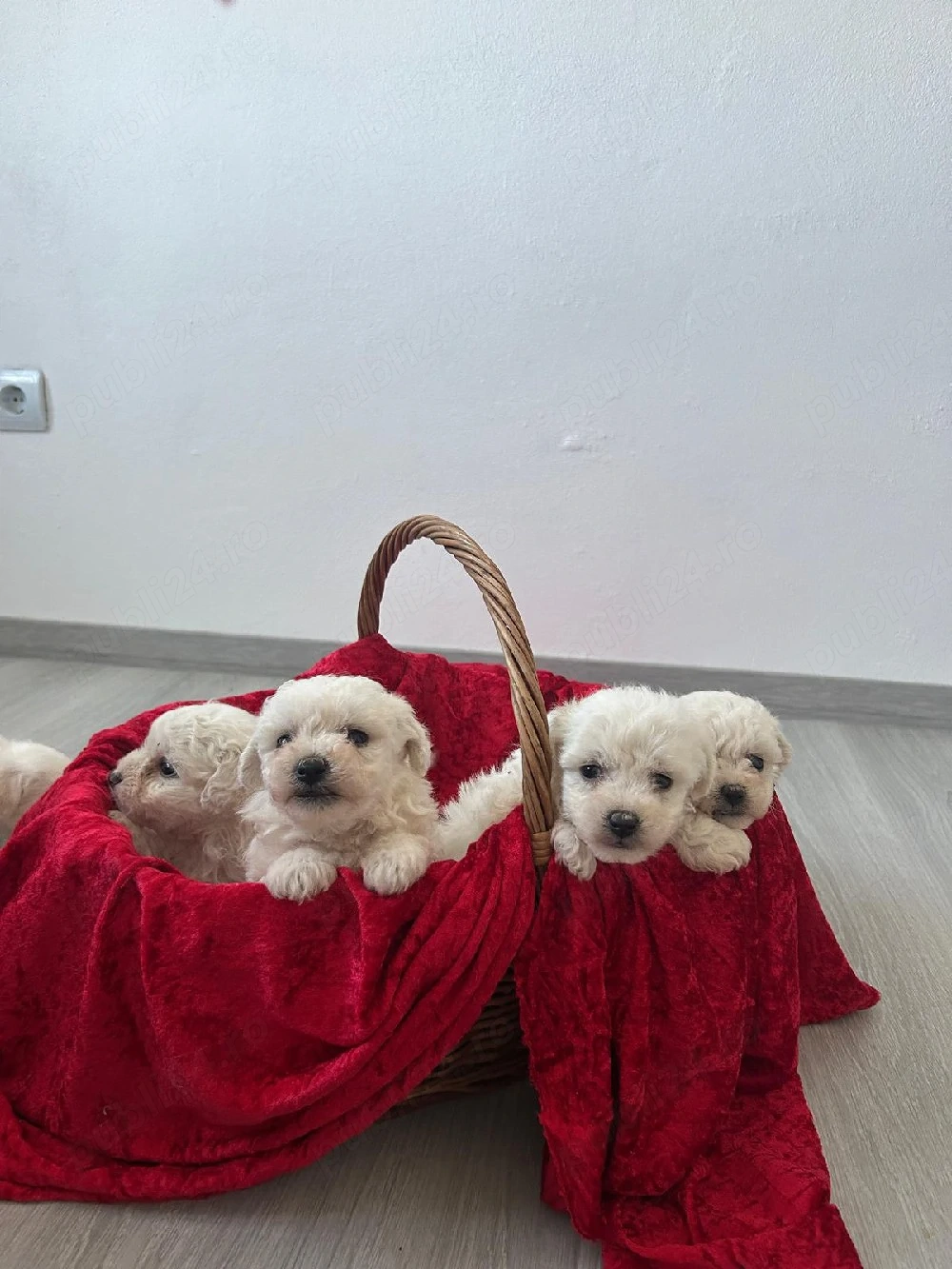 Vând căței Bichon Maltez