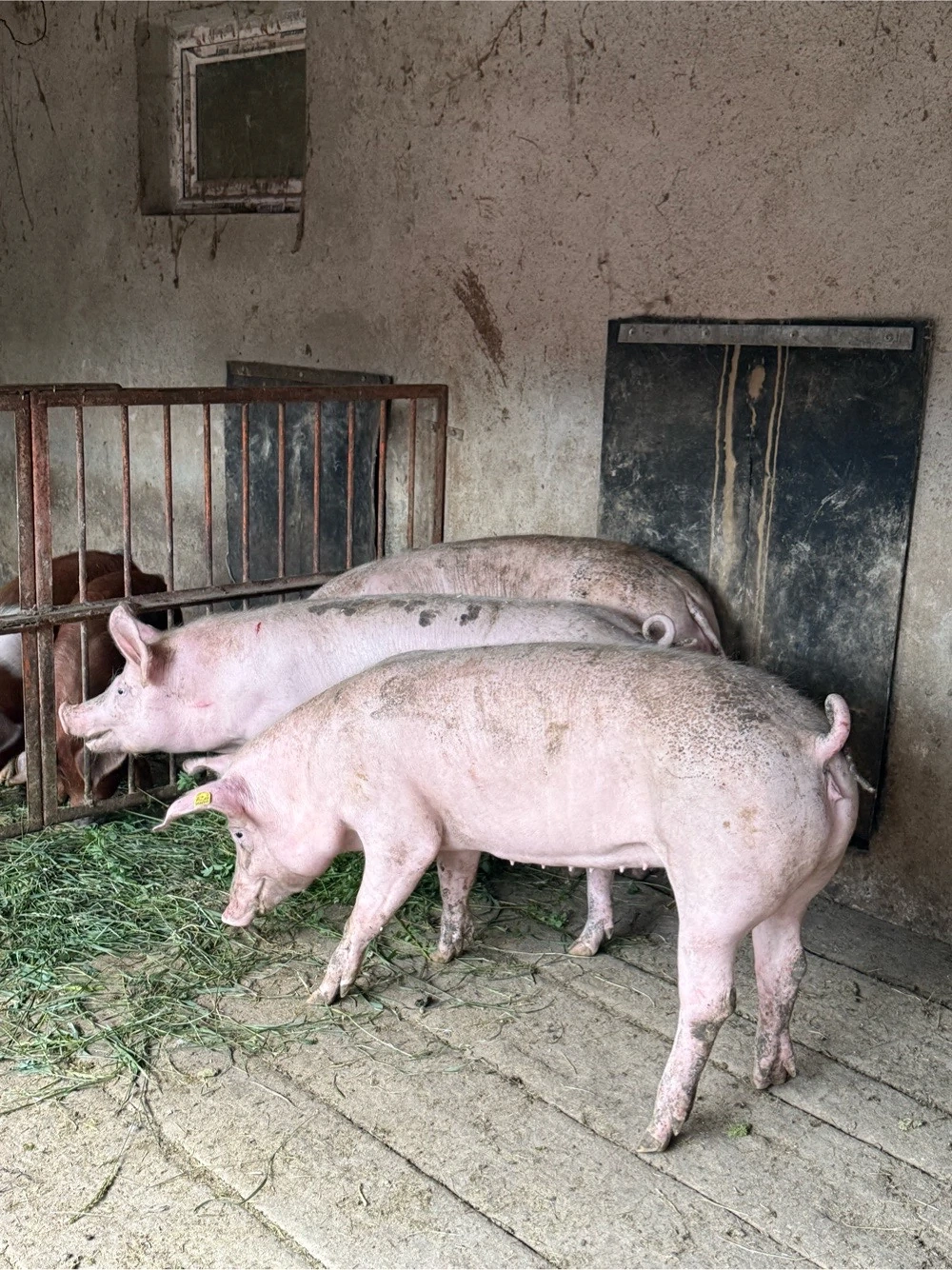 porci 70-90kg