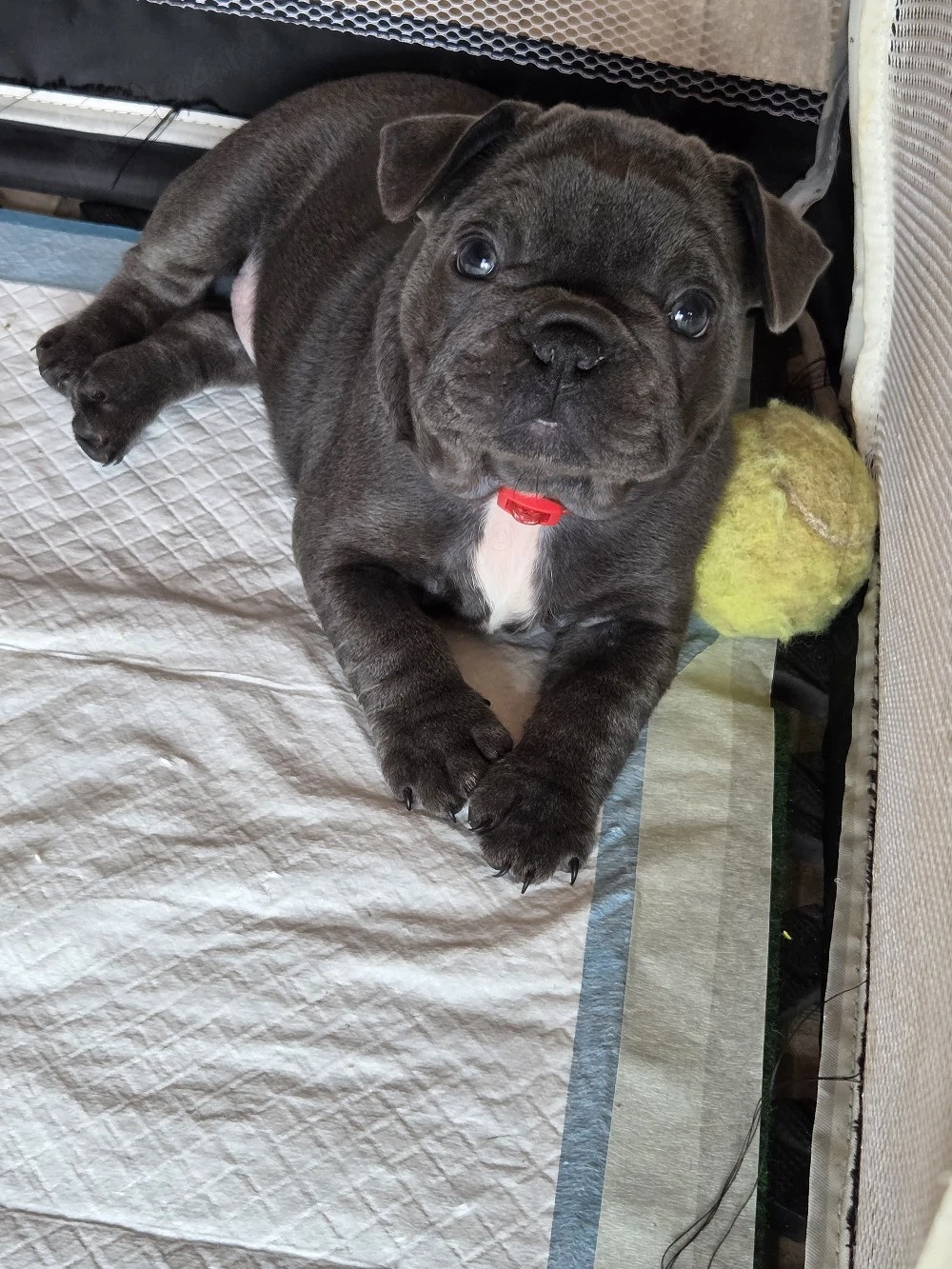 Fetiță bulldog francez 
