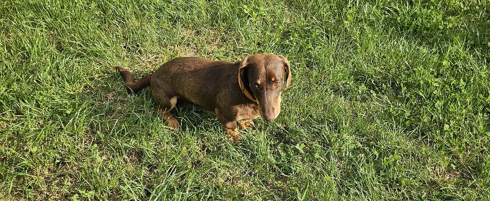 Dachsund(tekel) 