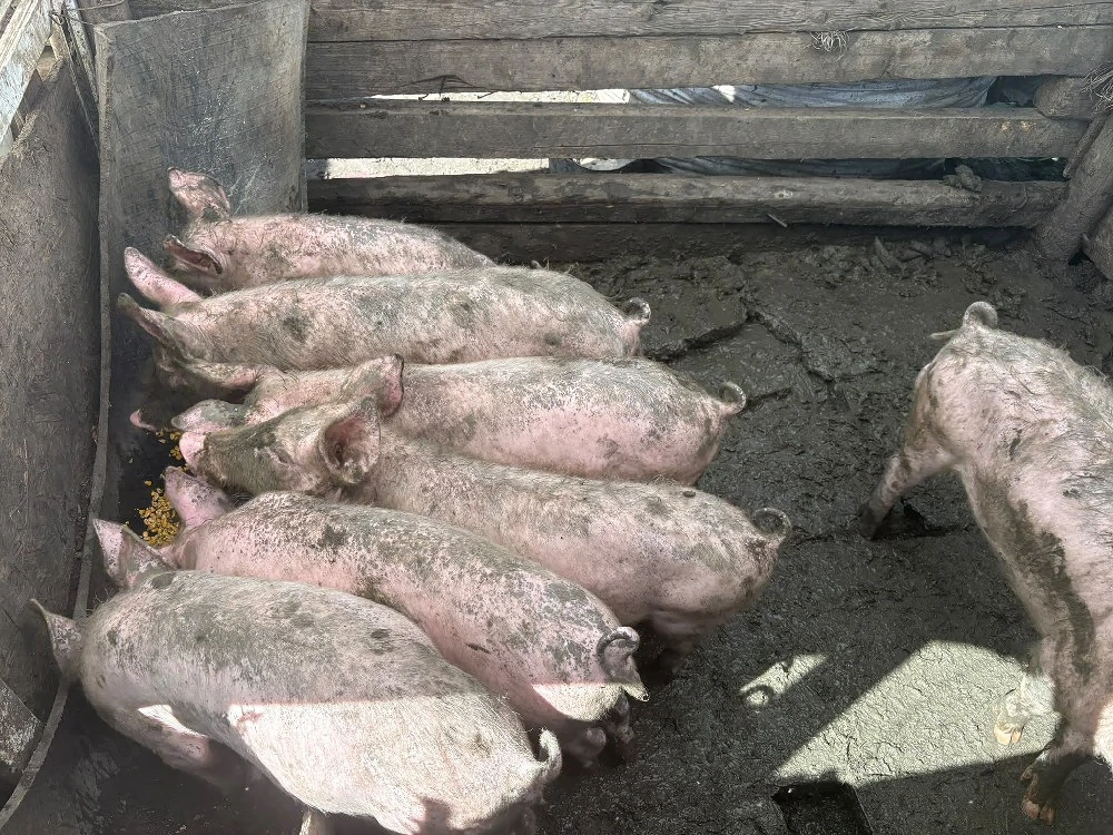 Vând porci 