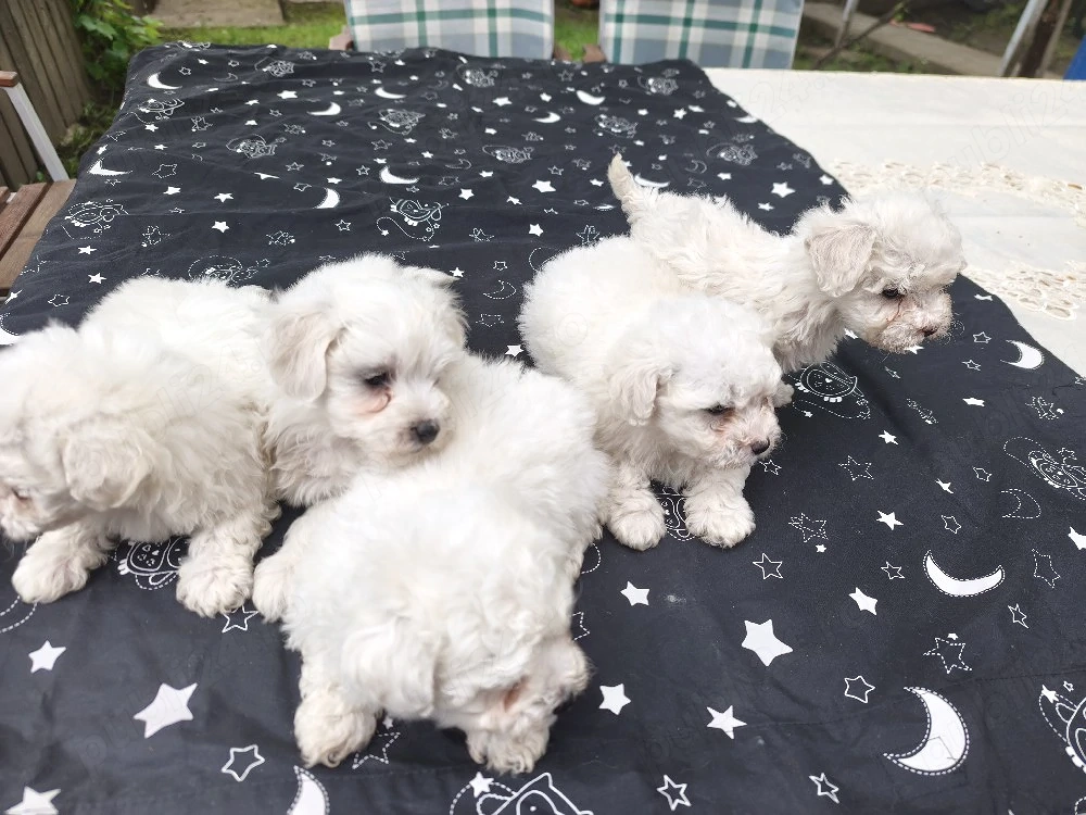 vând caței bichon 