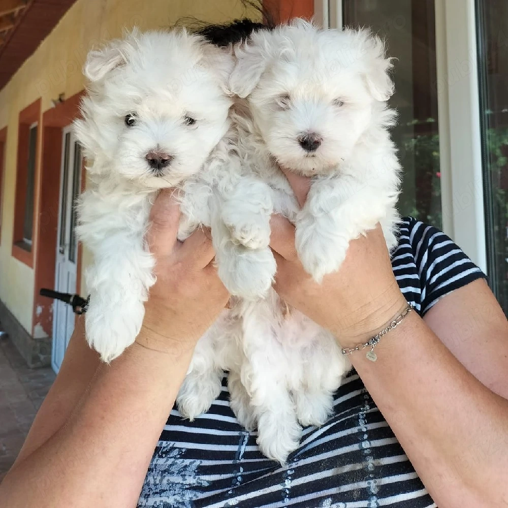 Pui bichon maltez