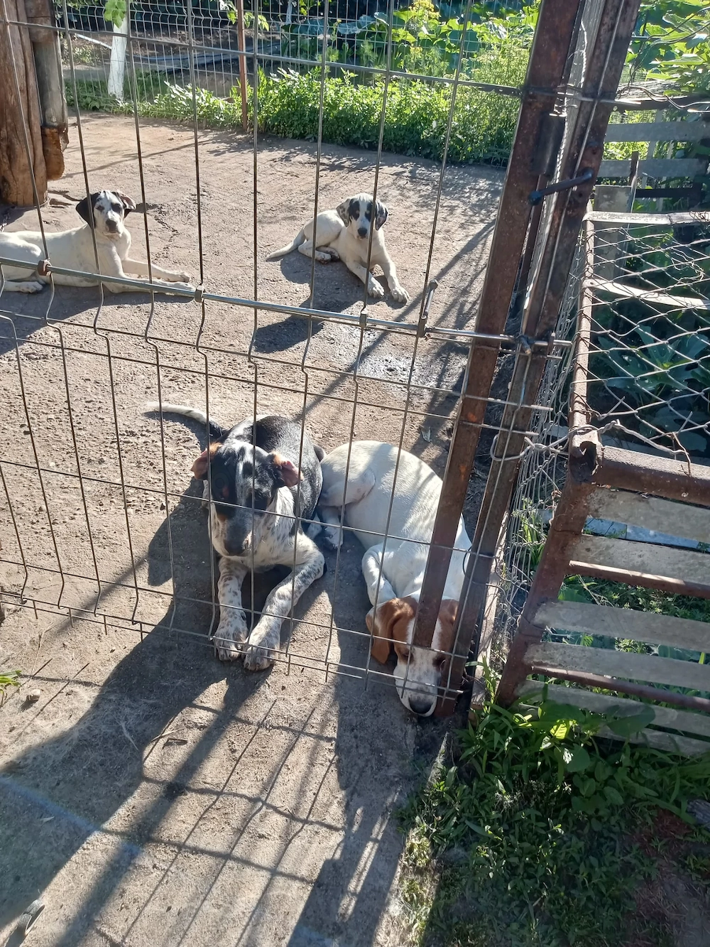 4 fetite english setter