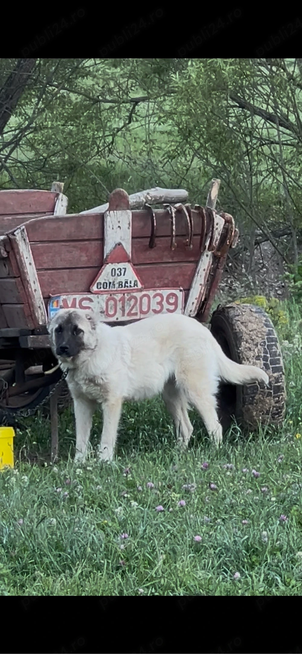 femela kangal 