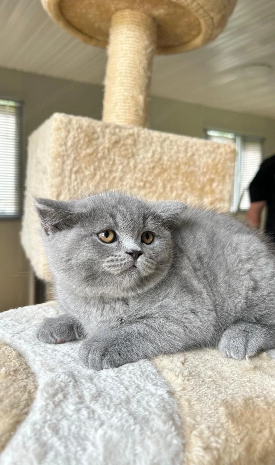 Pui British shorthair
