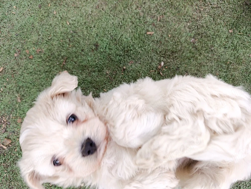 pui vaccinati de bichon maltez alb 