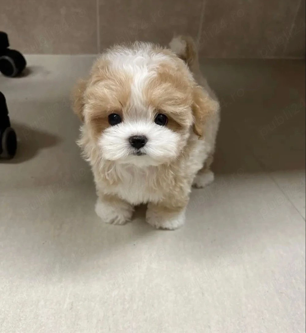 maltipoo poodle mini toy 