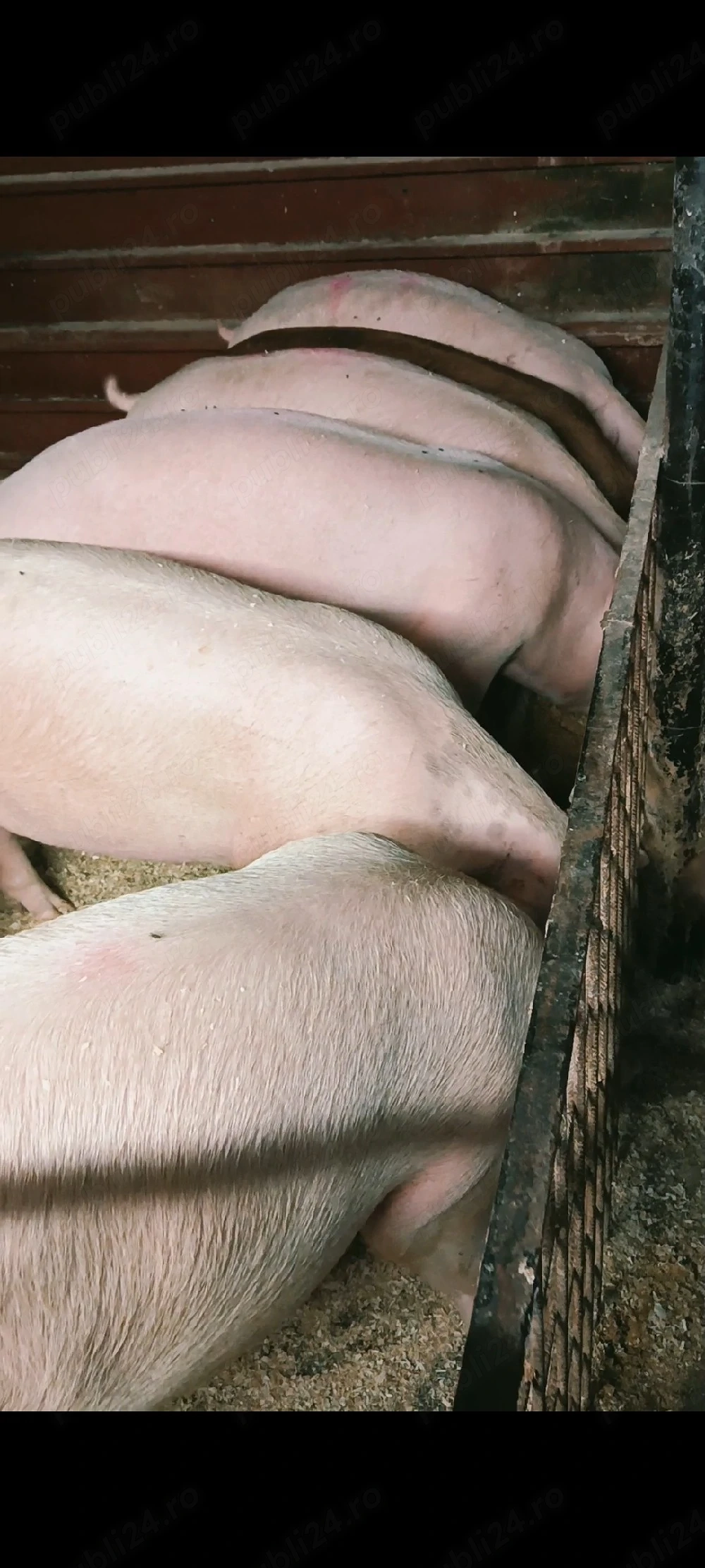 Vand porci de carne 