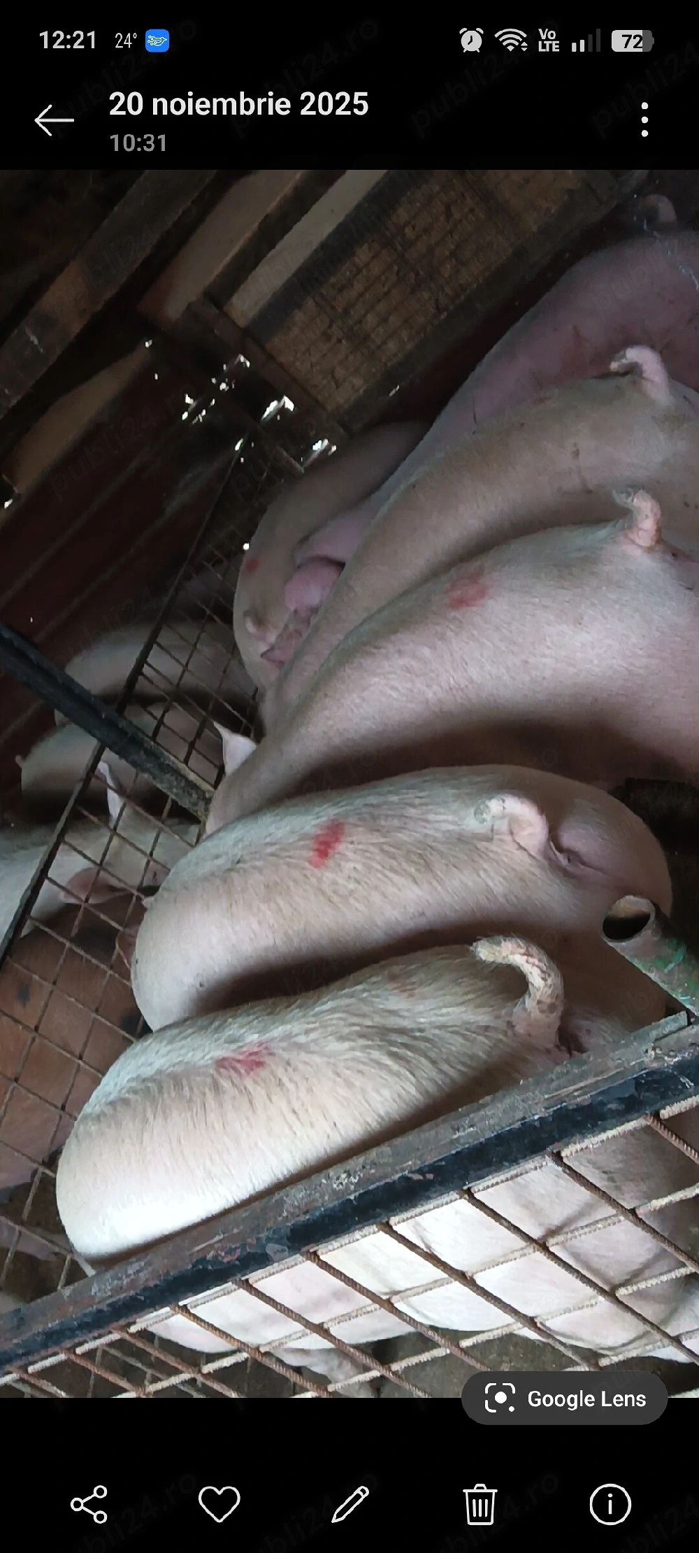 Vand porci foarte mâncăcioși 