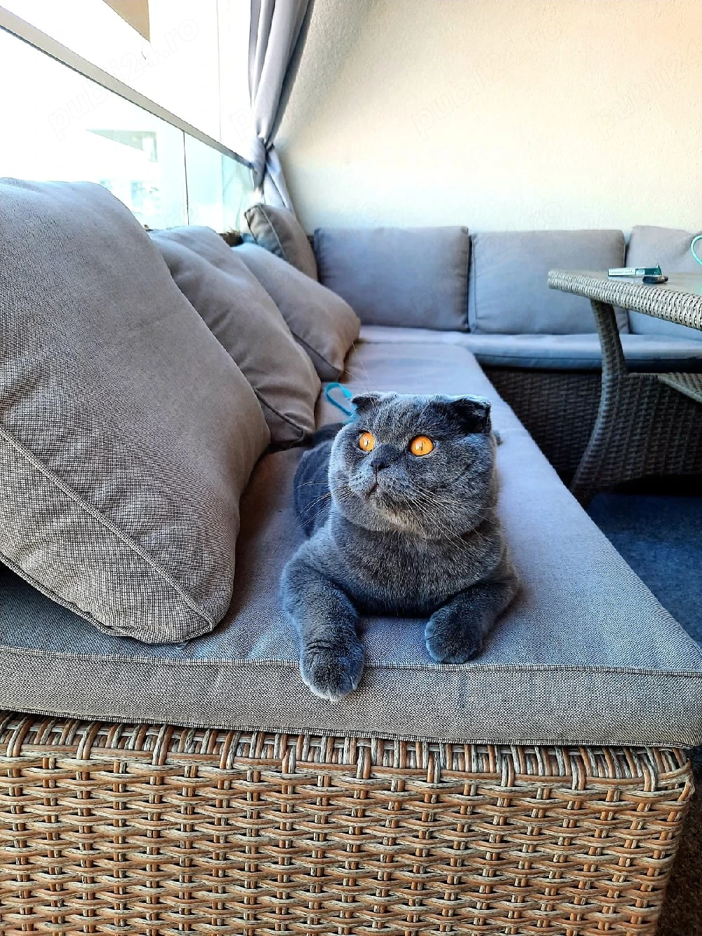  Motănel Scottish Fold Blue 