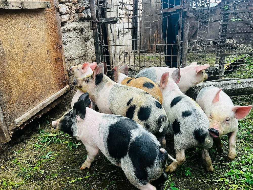 vand 9 purcei de 8 saptamani 