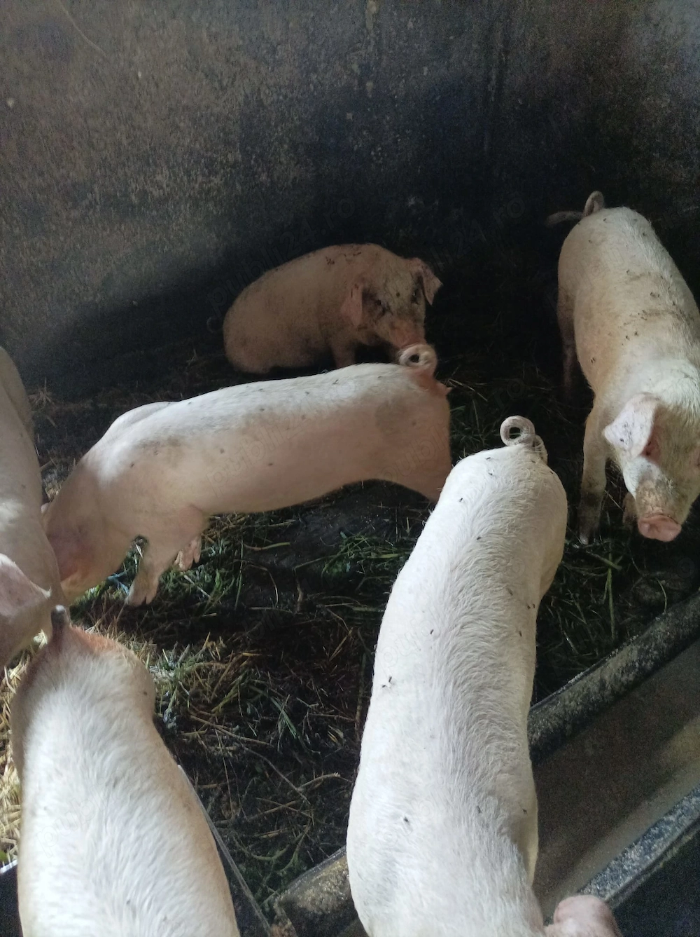 Vand porci 6 luni, detalii la telefon