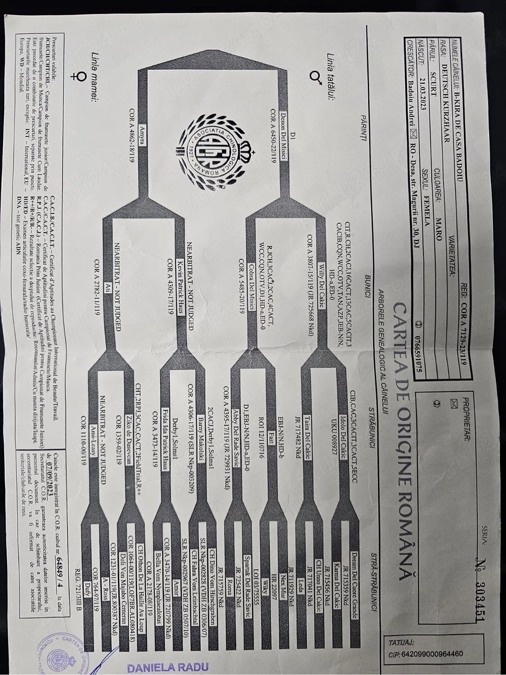    Femelă Brac German cu pedigree   3 ani (fiică Dennon)   