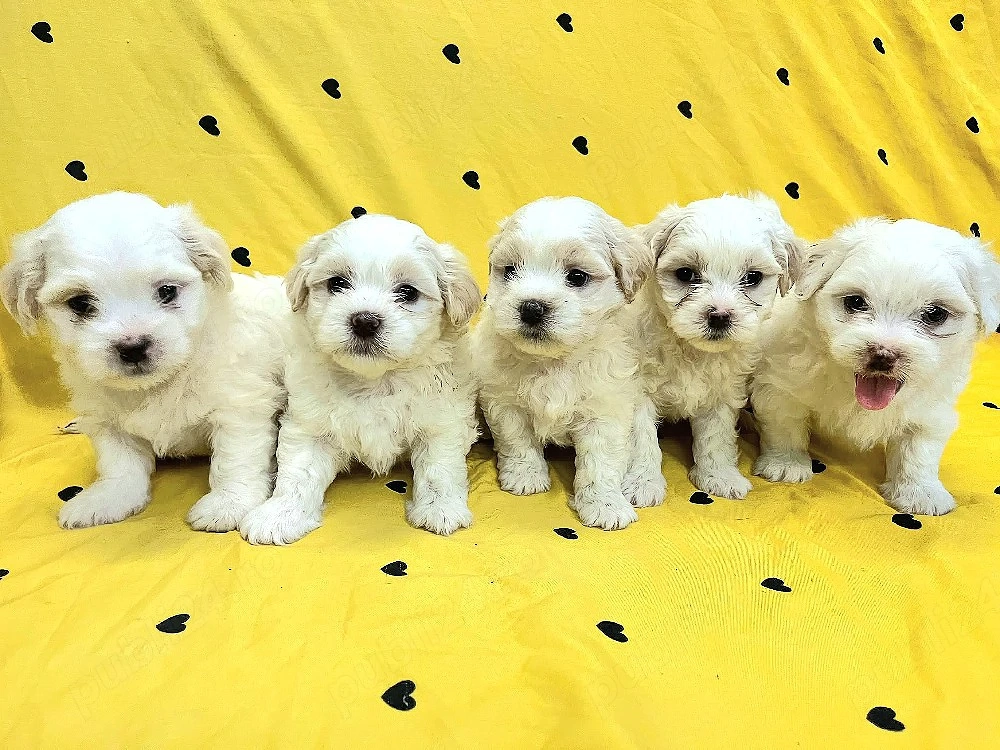 Puisori Bichon Maltese 