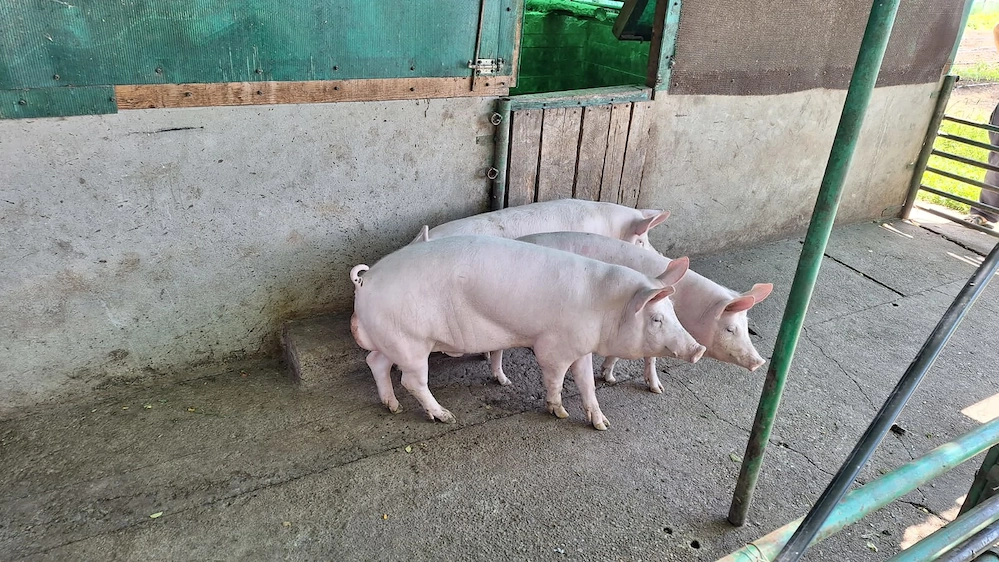 Vand 3 grostani greutate 80-90kg