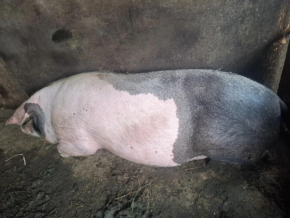 scroafa de vanzare 
