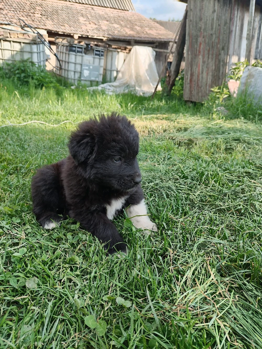 Catei metis ciobanesc