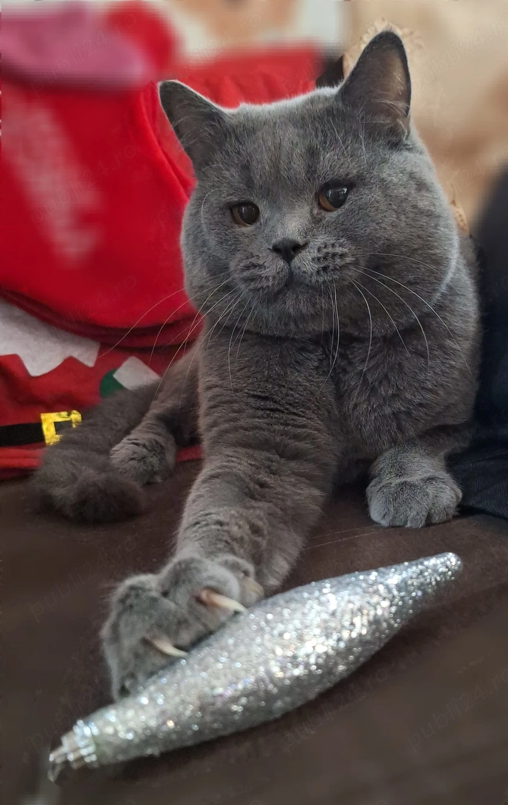 Pui scottish fold, british
