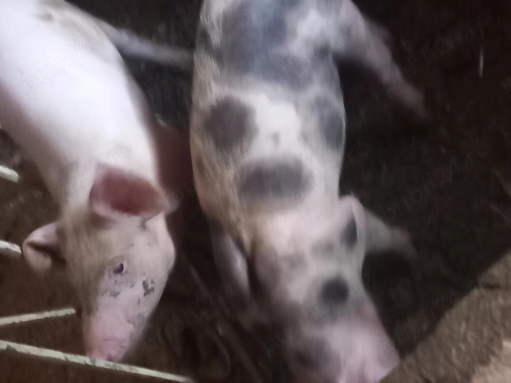 De vânzare 7  purcei de 8 săptămâni landras cu petran
