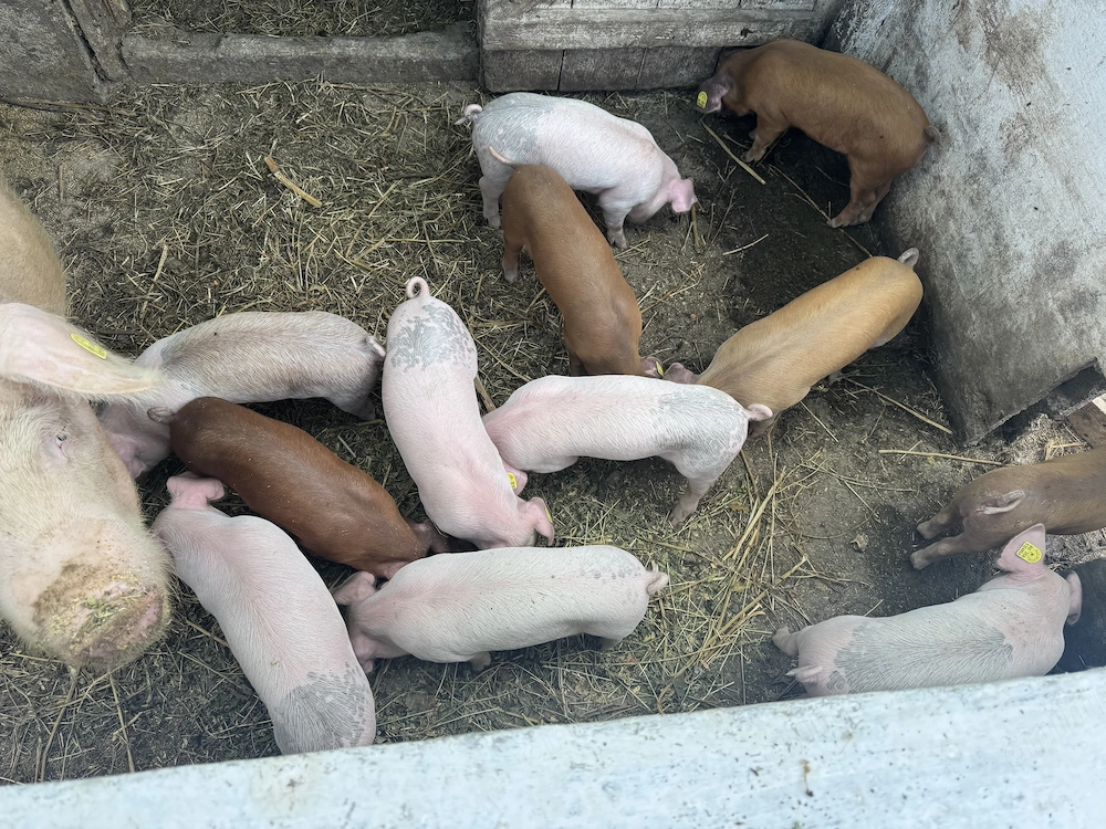 Porci de 5 săptămâni 