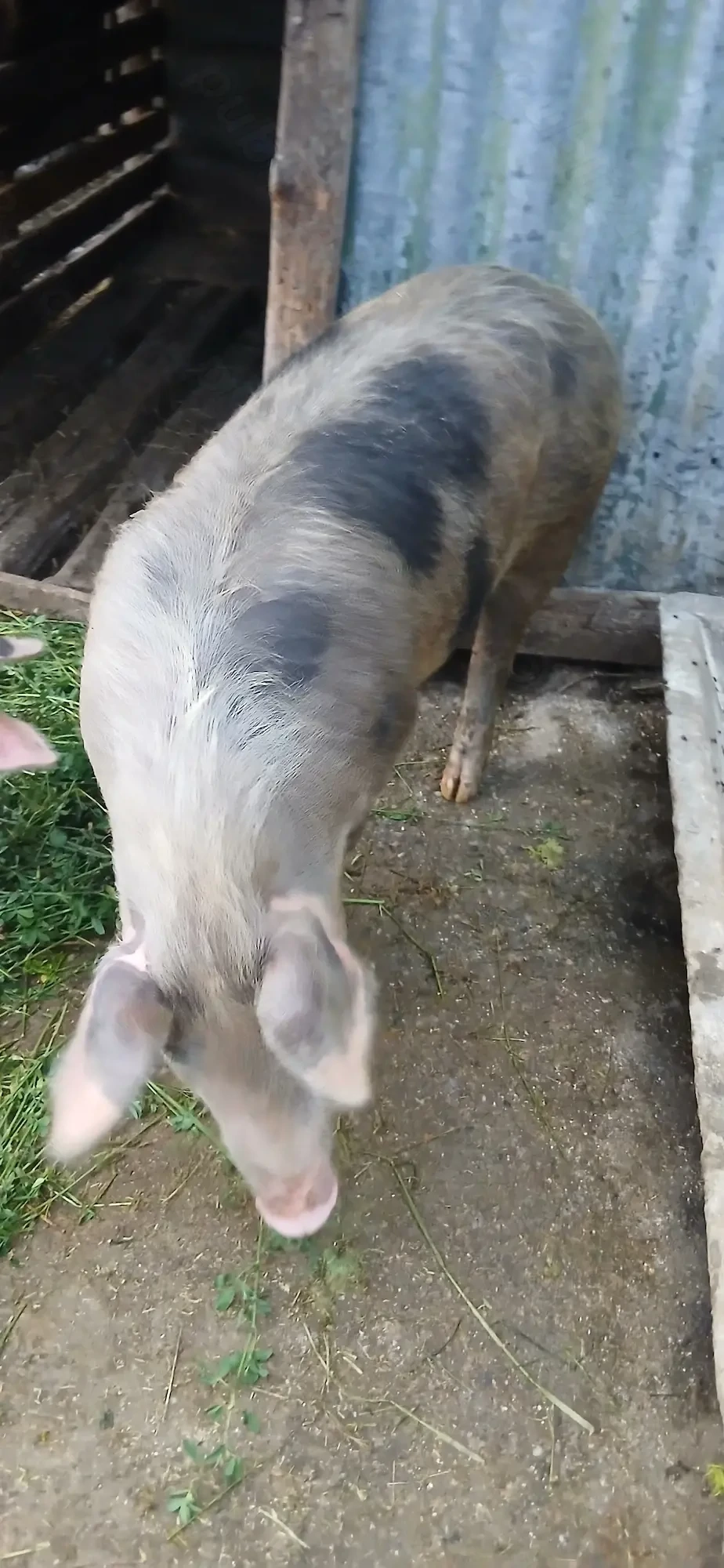 De vânzare 2 scrofite pietran. 