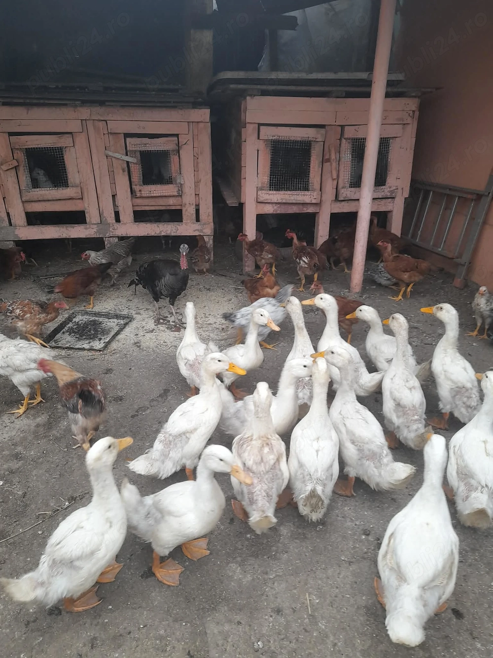 Animale din gospodărie de vânzare 