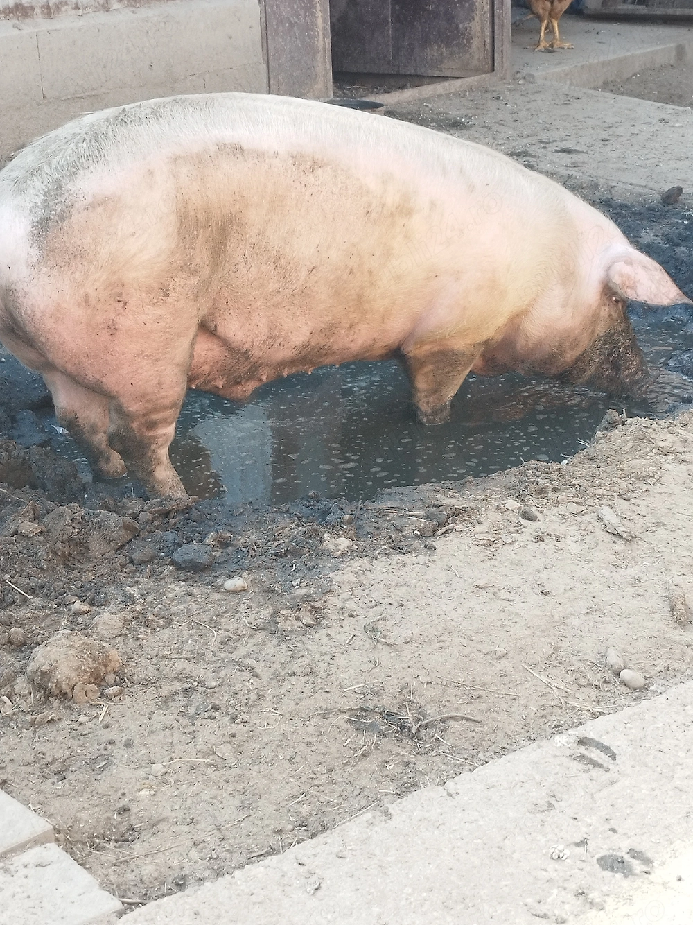 Porc marele alb