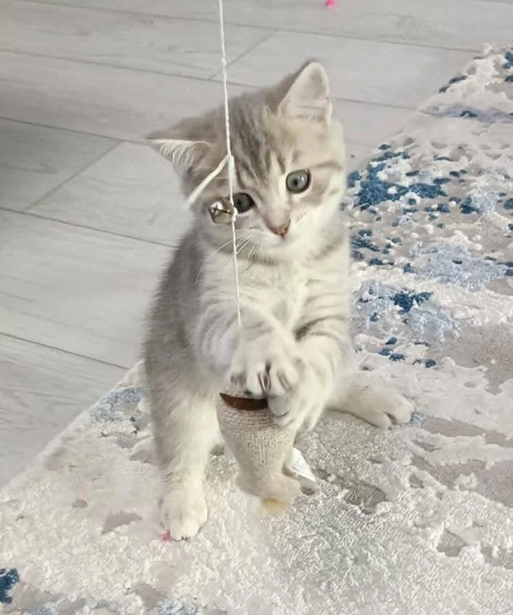 Silver Tabby 