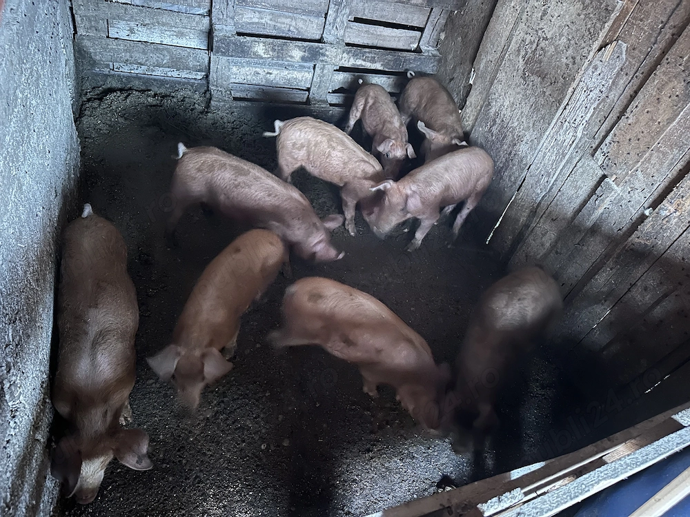 Purcei de 9 săptămâni duroc metis 
